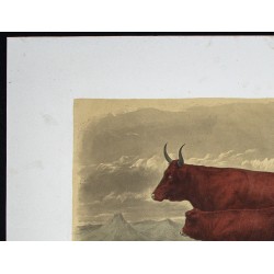 Gravure de 1873 - Vache de salers - 2
