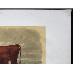 Gravure de 1873 - Vache de salers - 3