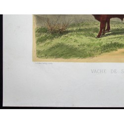 Gravure de 1873 - Vache de salers - 4