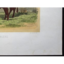 Gravure de 1873 - Vache de salers - 5