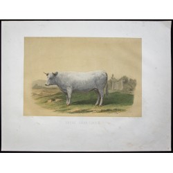 Gravure de 1873 - Vache charolaise - 1