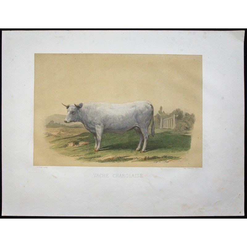 Gravure de 1873 - Vache charolaise - 1