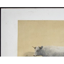 Gravure de 1873 - Vache charolaise - 2