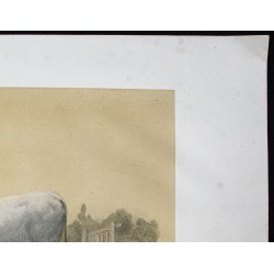 Gravure de 1873 - Vache charolaise - 3