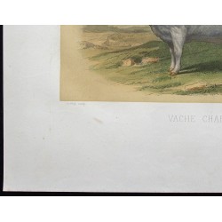 Gravure de 1873 - Vache charolaise - 4