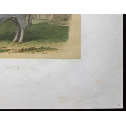 Gravure de 1873 - Vache charolaise - 5