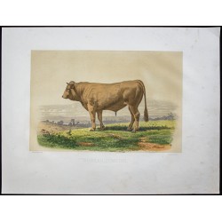 Gravure de 1873 - Taureau comtois - 1
