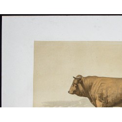 Gravure de 1873 - Taureau comtois - 2