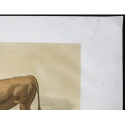 Gravure de 1873 - Taureau comtois - 3