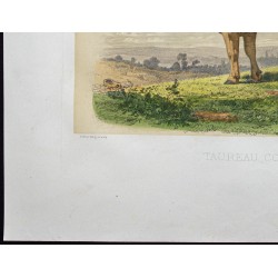 Gravure de 1873 - Taureau comtois - 4