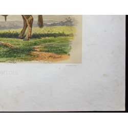 Gravure de 1873 - Taureau comtois - 5