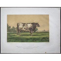 Gravure de 1873 - Taureau durham (Shorthorn) - 1