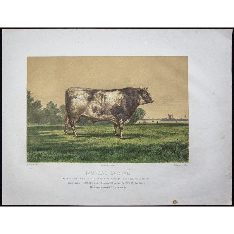 Gravure de 1873 - Taureau durham (Shorthorn) - 1