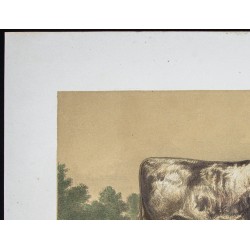 Gravure de 1873 - Taureau durham (Shorthorn) - 2