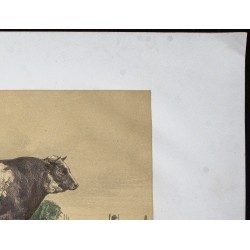 Gravure de 1873 - Taureau durham (Shorthorn) - 3