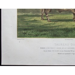 Gravure de 1873 - Taureau durham (Shorthorn) - 4