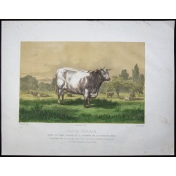 Gravure de 1873 - Taureau durham (Shorthorn) - 1