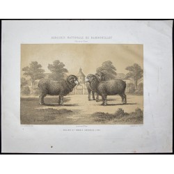 Gravure de 1873 - Bélier et brebis mérinos - 1