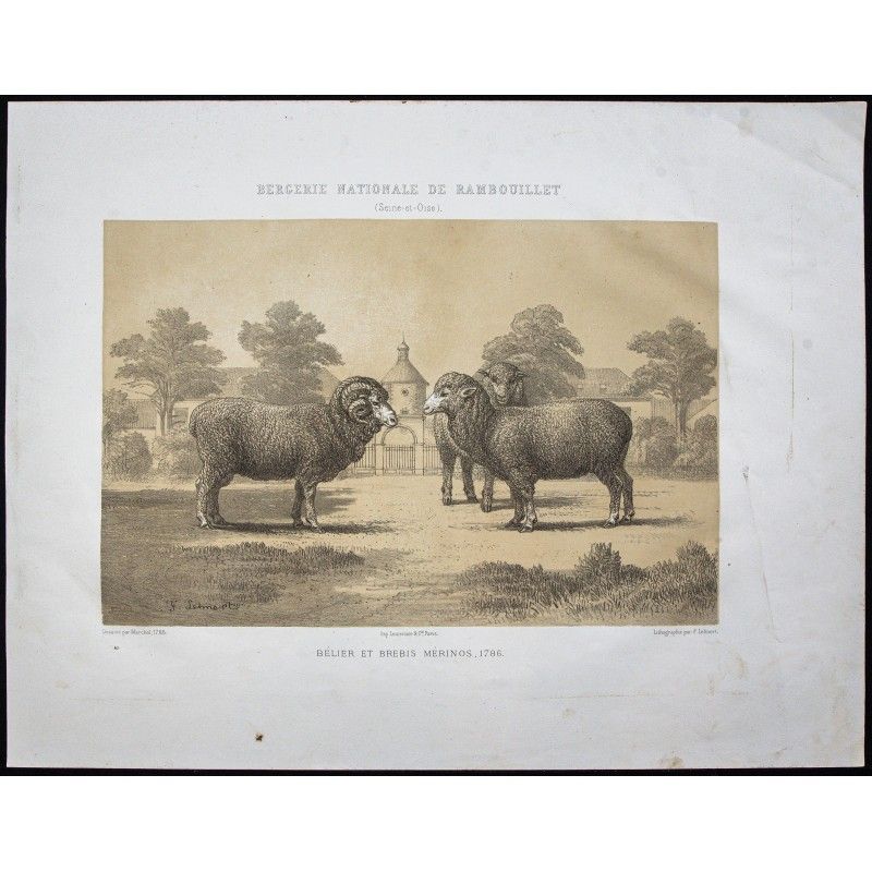 Gravure de 1873 - Bélier et brebis mérinos - 1