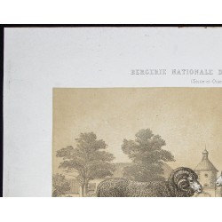 Gravure de 1873 - Bélier et brebis mérinos - 2