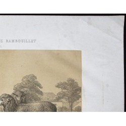 Gravure de 1873 - Bélier et brebis mérinos - 3