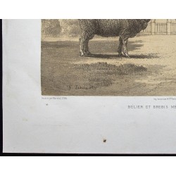 Gravure de 1873 - Bélier et brebis mérinos - 4
