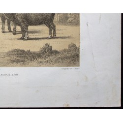 Gravure de 1873 - Bélier et brebis mérinos - 5