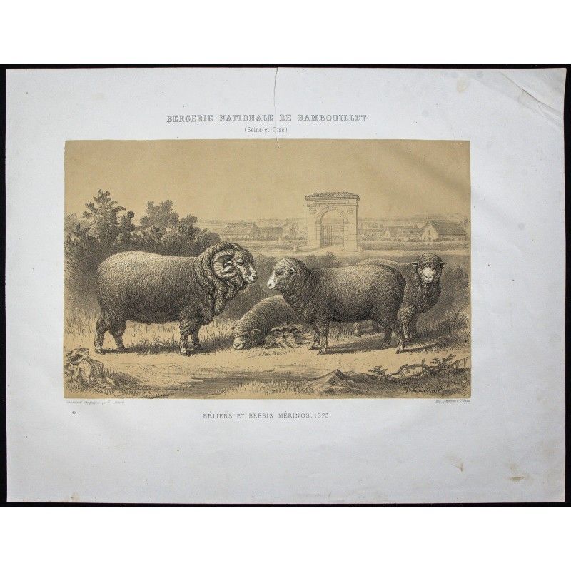 Gravure de 1873 - Bélier et brebis mérinos - 1