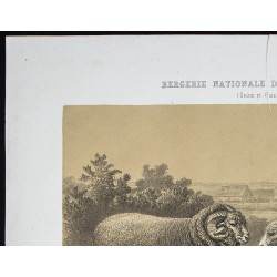 Gravure de 1873 - Bélier et brebis mérinos - 2