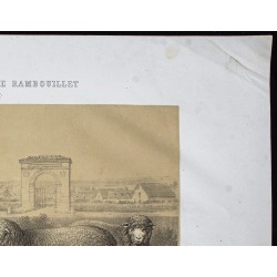 Gravure de 1873 - Bélier et brebis mérinos - 3