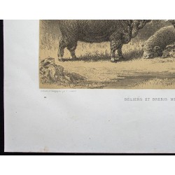 Gravure de 1873 - Bélier et brebis mérinos - 4