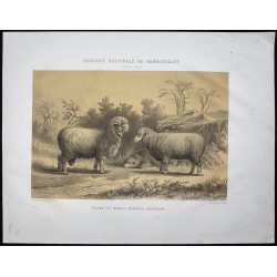 Gravure de 1873 - Bélier et brebis mérinos de Mauchamp - 1