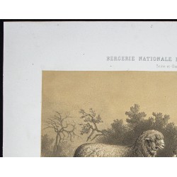 Gravure de 1873 - Bélier et brebis mérinos de Mauchamp - 2