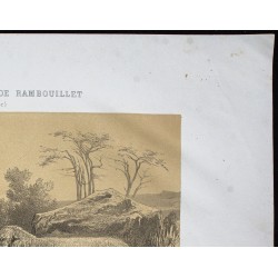 Gravure de 1873 - Bélier et brebis mérinos de Mauchamp - 3