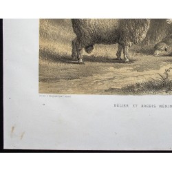Gravure de 1873 - Bélier et brebis mérinos de Mauchamp - 4