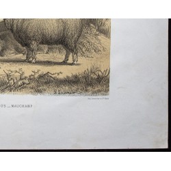 Gravure de 1873 - Bélier et brebis mérinos de Mauchamp - 5
