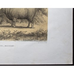 Gravure de 1873 - Bélier et brebis mérinos de Mauchamp - 5