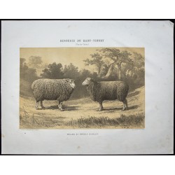 Gravure de 1873 - Bélier et brebis dishley - 1