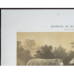 Gravure de 1873 - Bélier et brebis dishley - 2