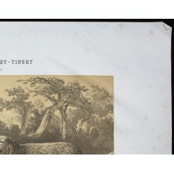 Gravure de 1873 - Bélier et brebis dishley - 3