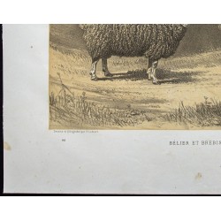 Gravure de 1873 - Bélier et brebis dishley - 4