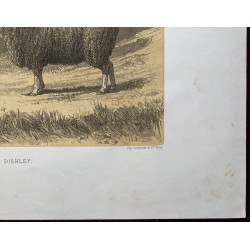 Gravure de 1873 - Bélier et brebis dishley - 5
