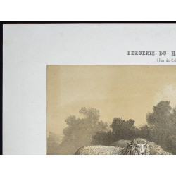 Gravure de 1873 - Bélier et brebis dishley - 2