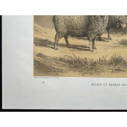 Gravure de 1873 - Bélier et brebis dishley - 4