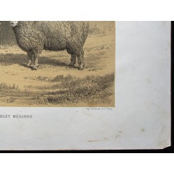 Gravure de 1873 - Bélier et brebis dishley - 5