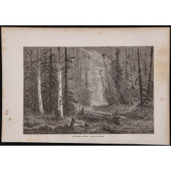 Gravure de 1867 - Forêts de sapins en Russie - 1