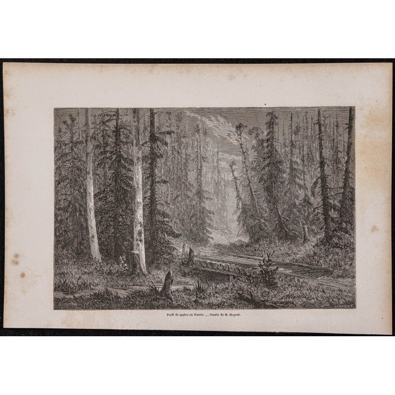 Gravure de 1867 - Forêts de sapins en Russie - 1