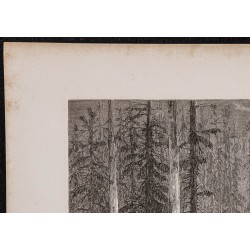 Gravure de 1867 - Forêts de sapins en Russie - 2