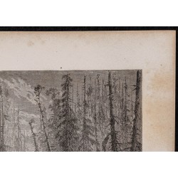 Gravure de 1867 - Forêts de sapins en Russie - 3
