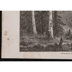 Gravure de 1867 - Forêts de sapins en Russie - 4